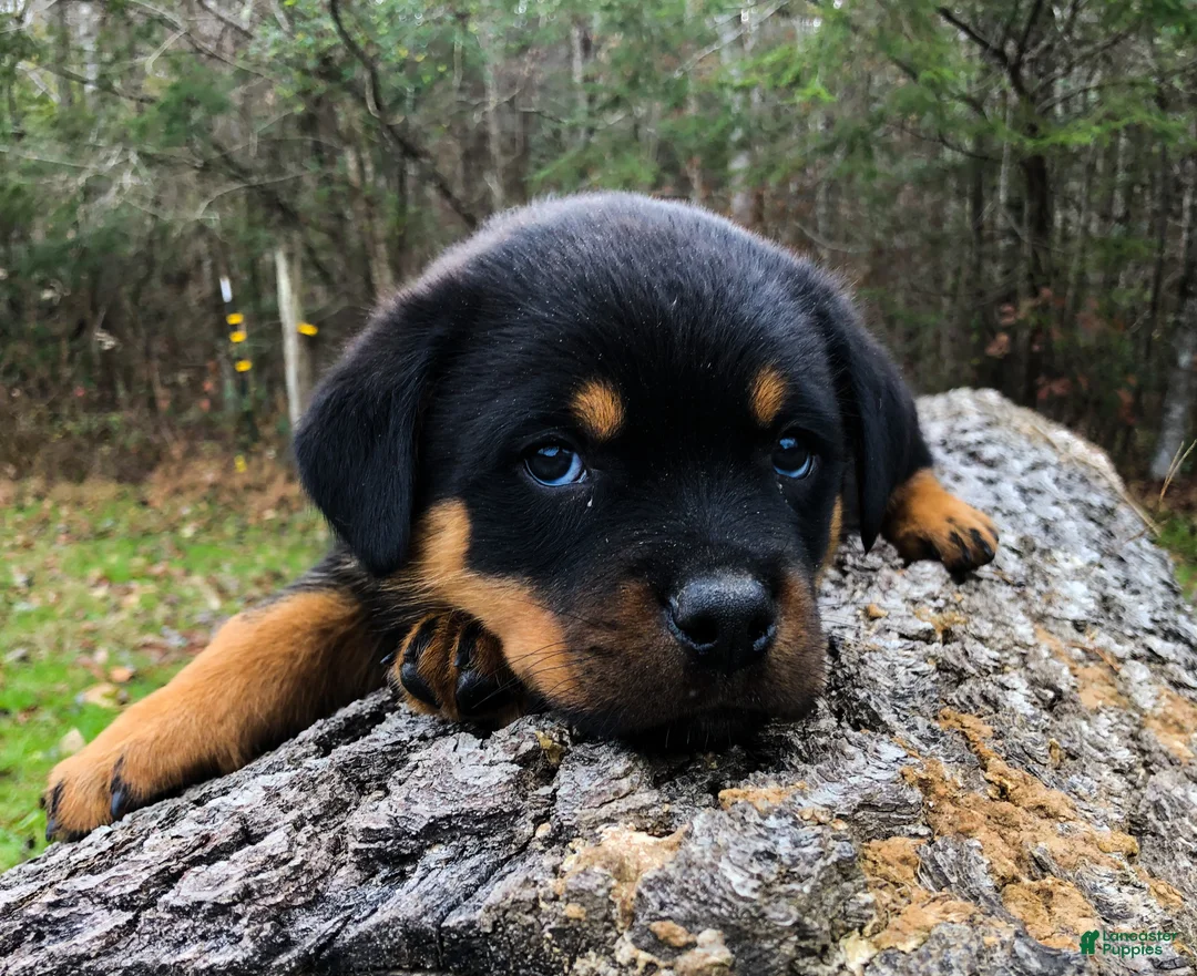 Rottweiler dogs for sale: Rottweiler Puppy 2 - Ad 1