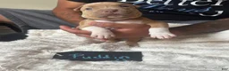 American Pit Bull Terrier dogs for sale: Puddin - Ad 3