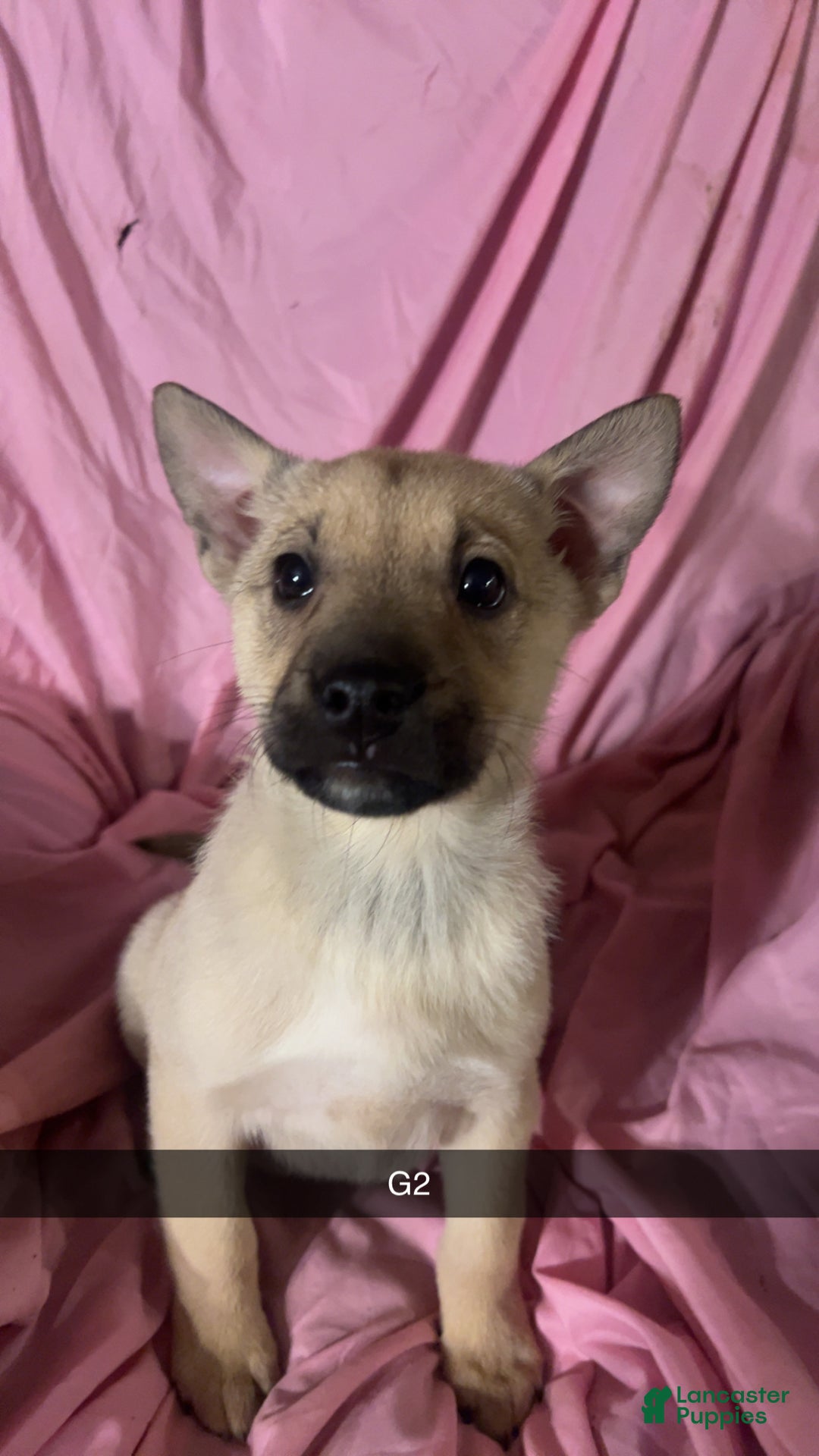 Mixed Breed dogs for sale: Girl 5 - Ad 1