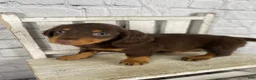 Miniature Dachshund dogs for sale: Bonnie - Ad 6