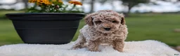 Miniature Poodle dogs for sale: Roscoe - Ad 9