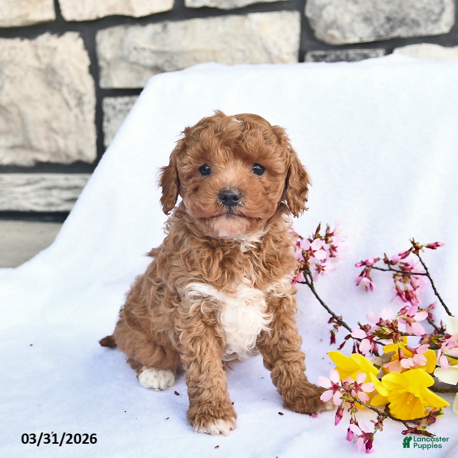 Maltipoo dogs Butch  - Ad 2