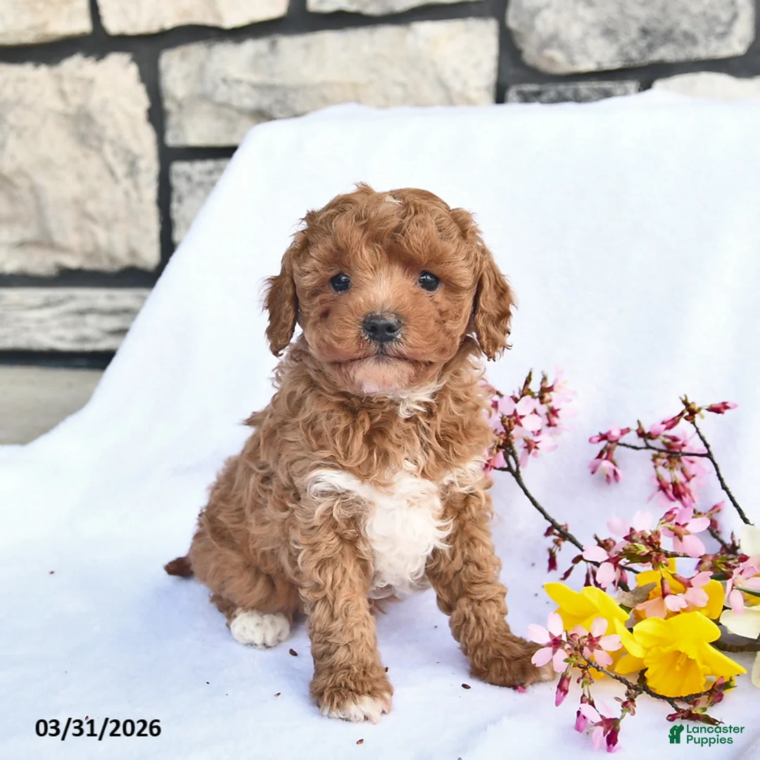 Maltipoo dogs for sale: Butch  - Ad 2