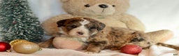 Bernedoodle dogs for sale: Dasher - Ad 5