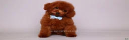 Toy Poodle dogs for sale: VISITA PER FORTUNA SHAX - Ad 3