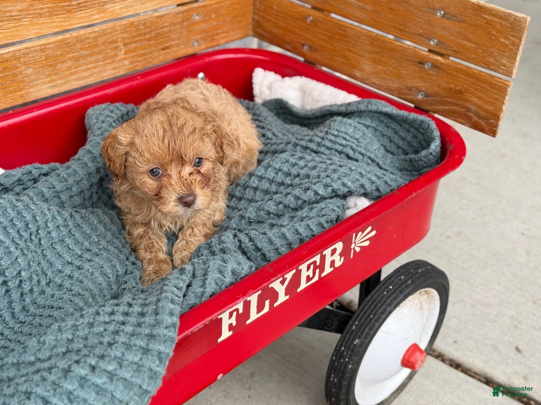 Cavapoo dogs for sale: Ace - Ad 10