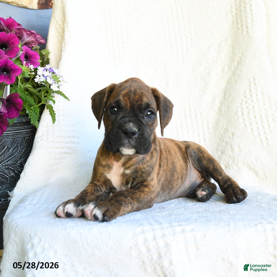 Boxer dogs Ronny - Ad 1