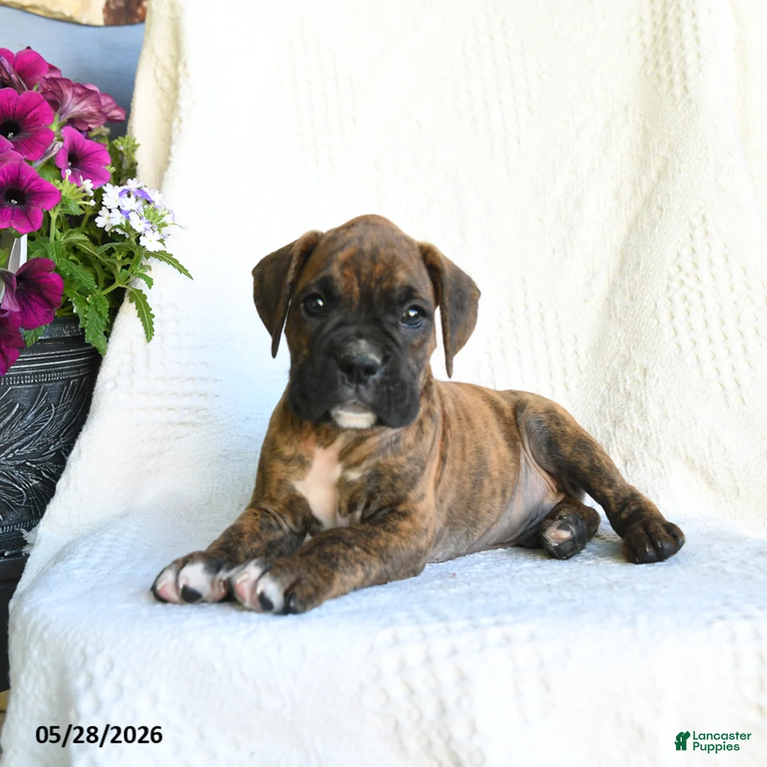 Boxer dogs for sale: Ronny - Ad 1