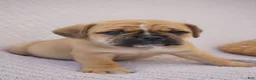 Puggle dogs for sale: Jelly Bean - Ad 5