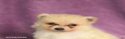 Pomeranian dogs for sale: Cookie - Ad 5