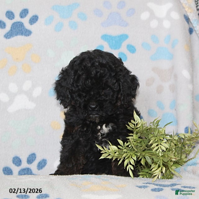 Toy Poodle dogs Tucker - Ad 25