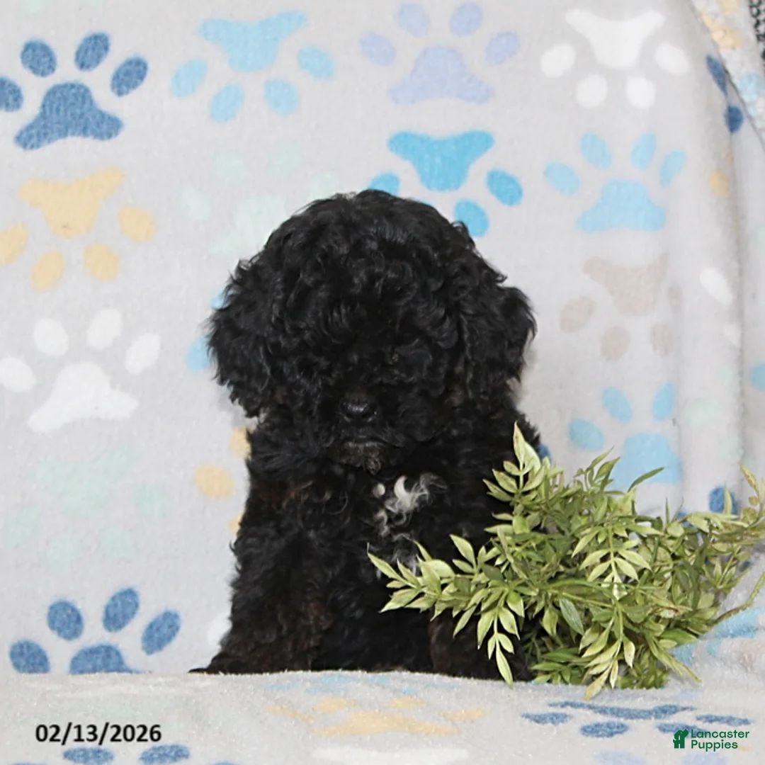 Toy Poodle dogs for sale: Tucker - Ad 1