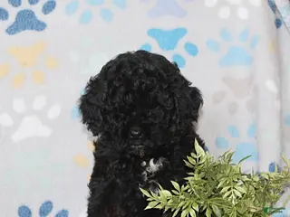 Toy Poodle dogs Tucker - Ad 25