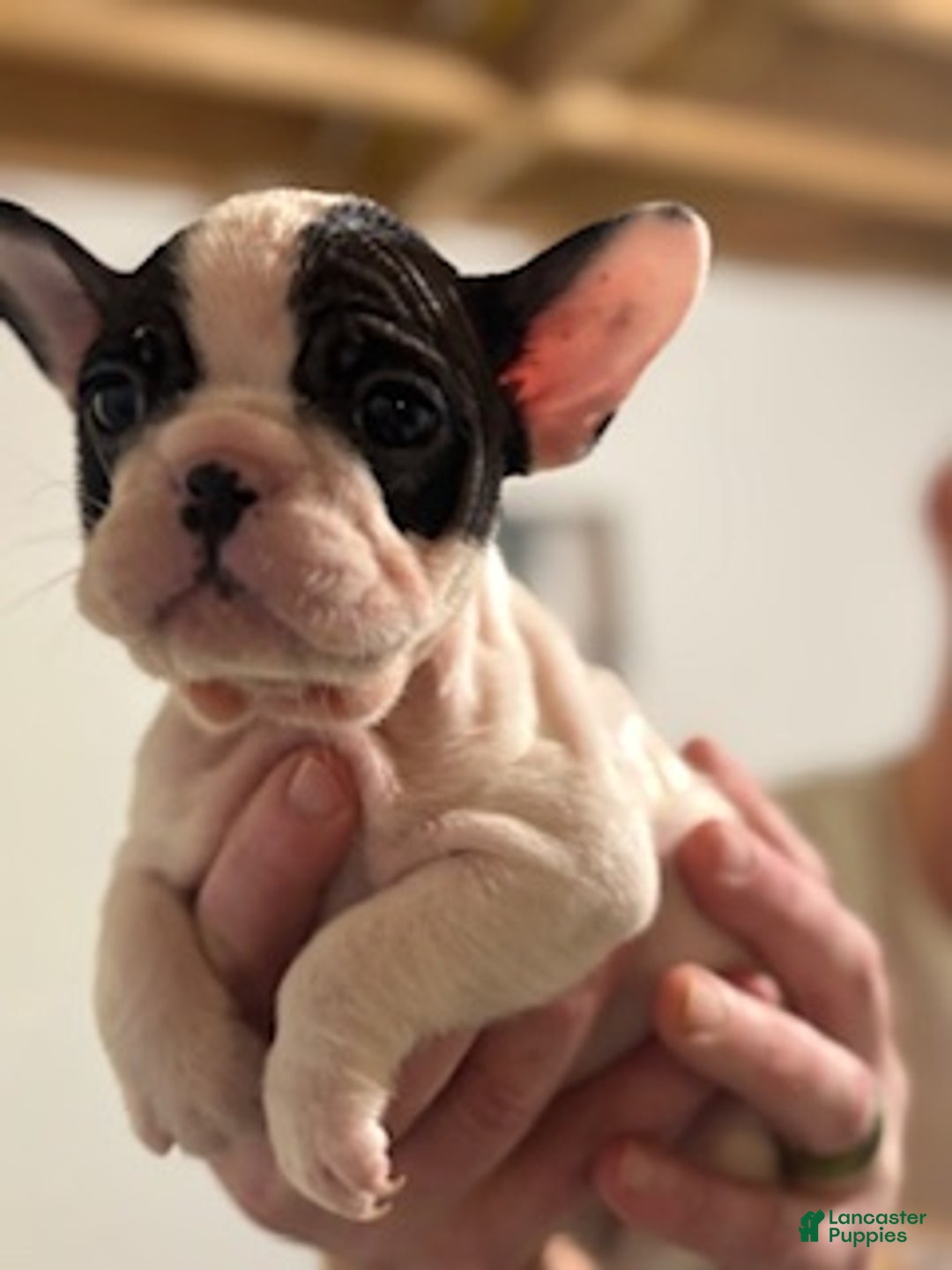 Mixed Breed dogs for sale: Marshall - Ad 2