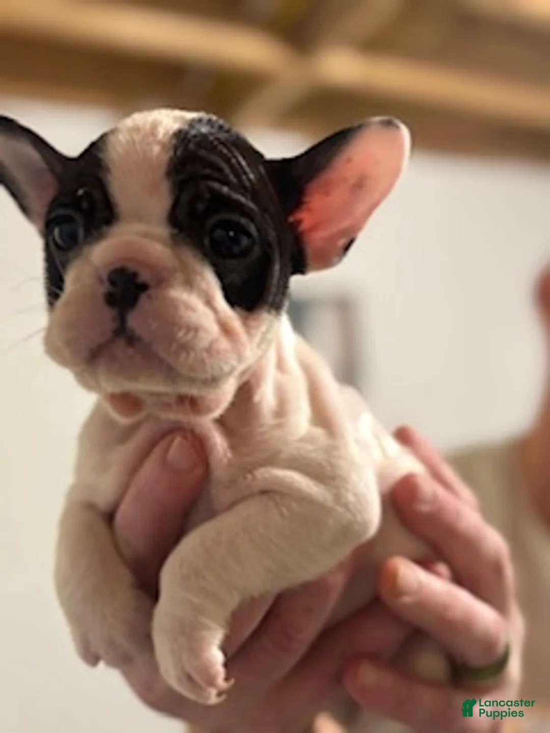 Mixed Breed dogs for sale: Marshall - Ad 2