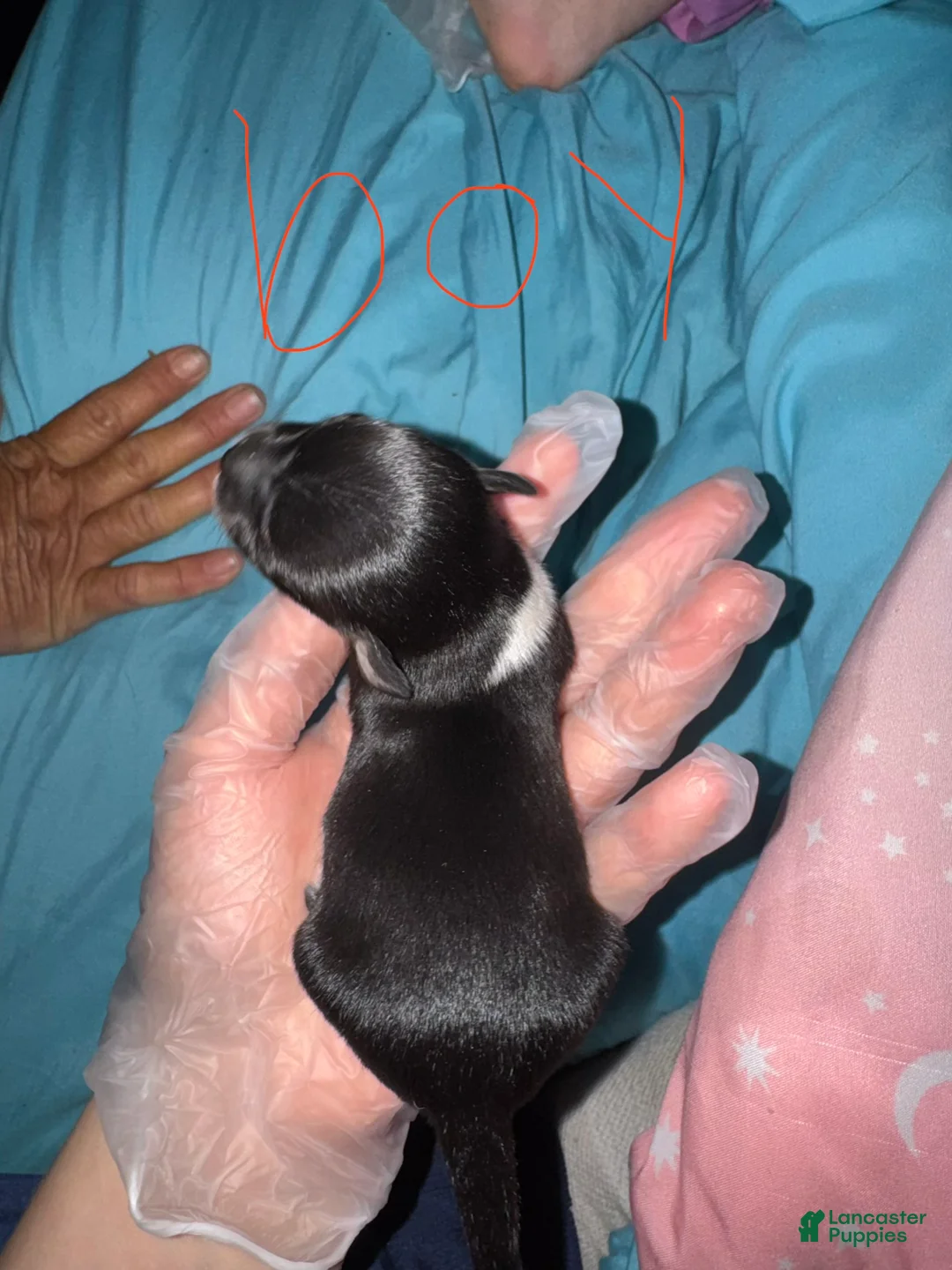 Chihuahua dogs for sale: Chihuahua Puppy 4 - Ad 2