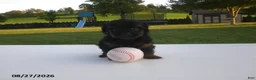 Yorkiepoo dogs for sale: Jill - Ad 12