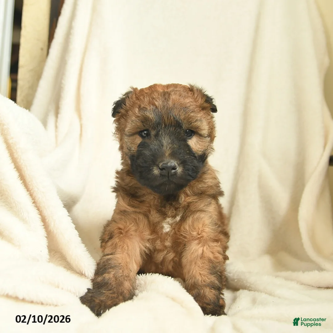 Soft Coated Wheaten Terrier dogs for sale: Twilight  - Ad 1