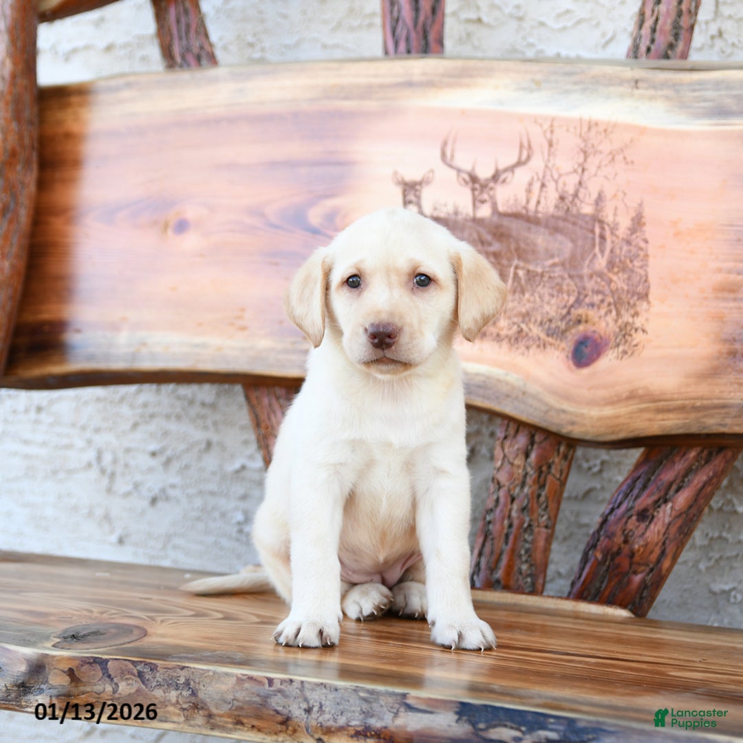 Labrador Retriever dogs for sale: Zairey - Ad 1