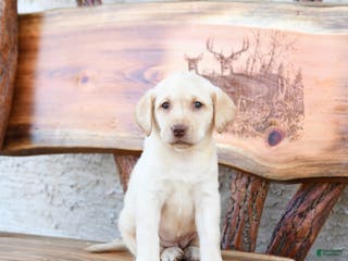 Labrador Retriever dogs Zairey - Ad 28