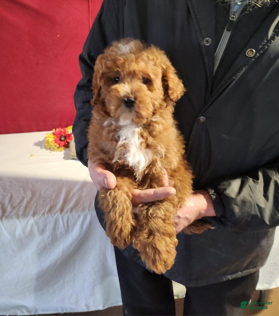 Mini Goldendoodle dogs for sale: Derrick - Ad 3