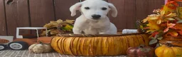 Labrador Retriever dogs for sale: Labrador Retriever 2 - Ad 3