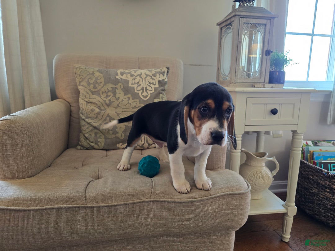 Beagle dogs for sale: Jackson - Ad 3