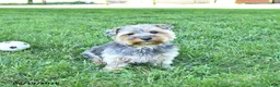 Yorkshire Terrier dogs for sale: Trooper - Ad 6