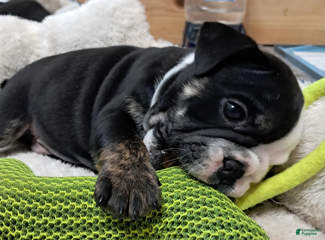 English Bulldog dogs for sale: LEO - Ad 1