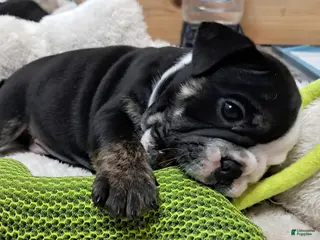 English Bulldog dogs LEO - Ad 3