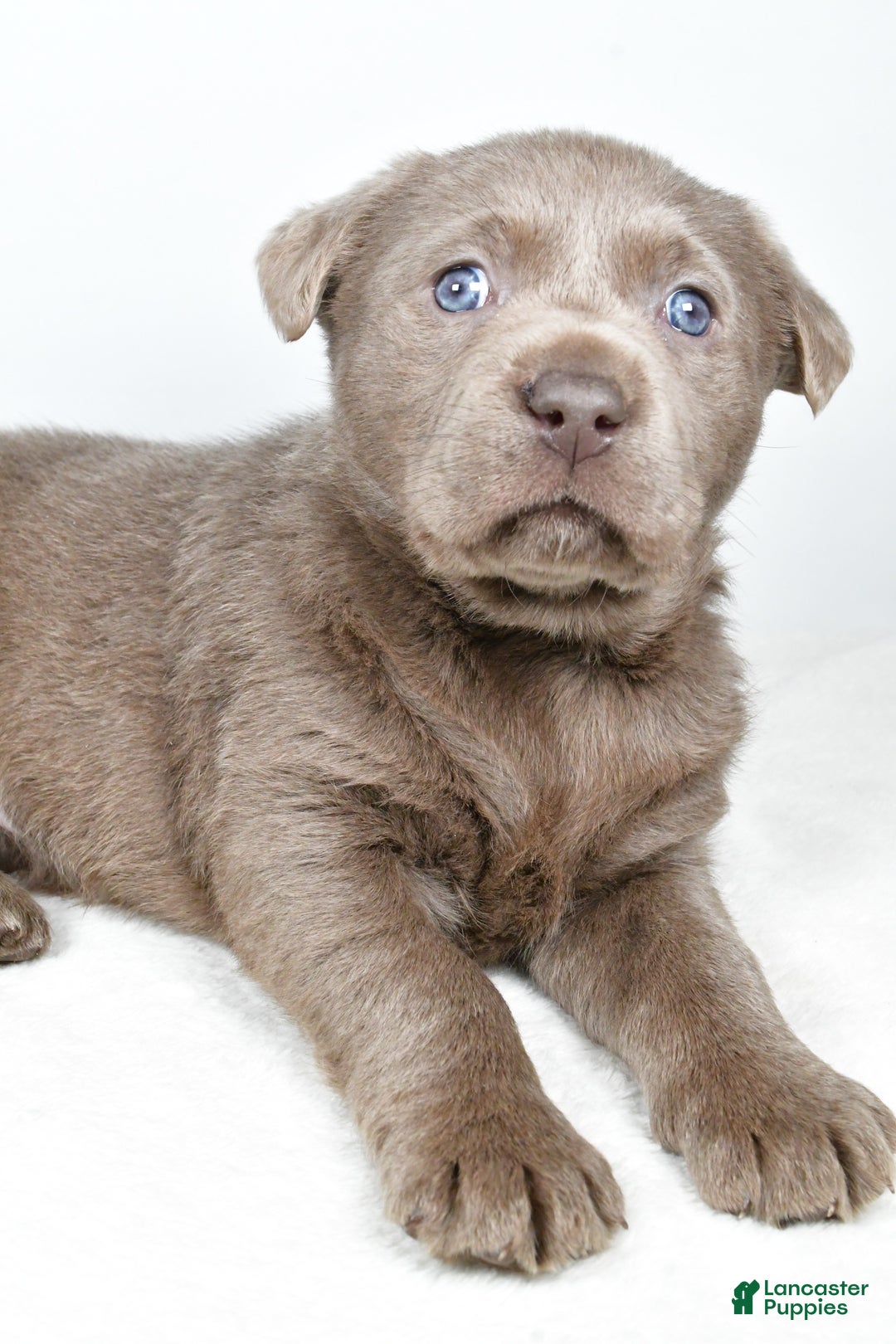 Labrador Retriever dogs for sale: Luna - Ad 9