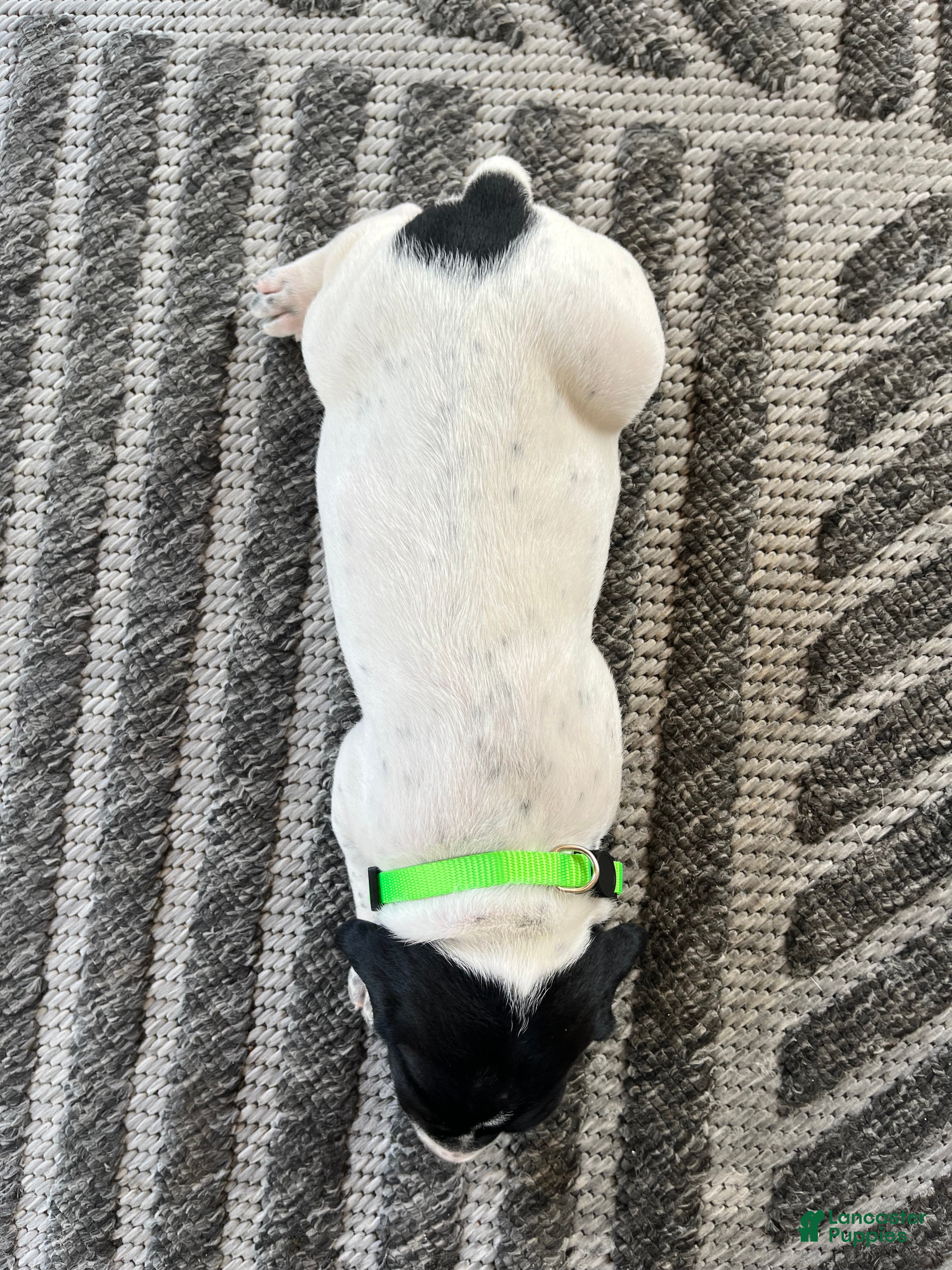 German Shorthaired Pointer dogs German Shorthaired Pointer (MALE C) - Ad 2