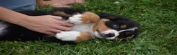 Bernese Mountain Dog dogs for sale: Princess - Ad 5