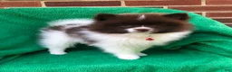 Pomeranian dogs for sale: Izzy - Ad 1