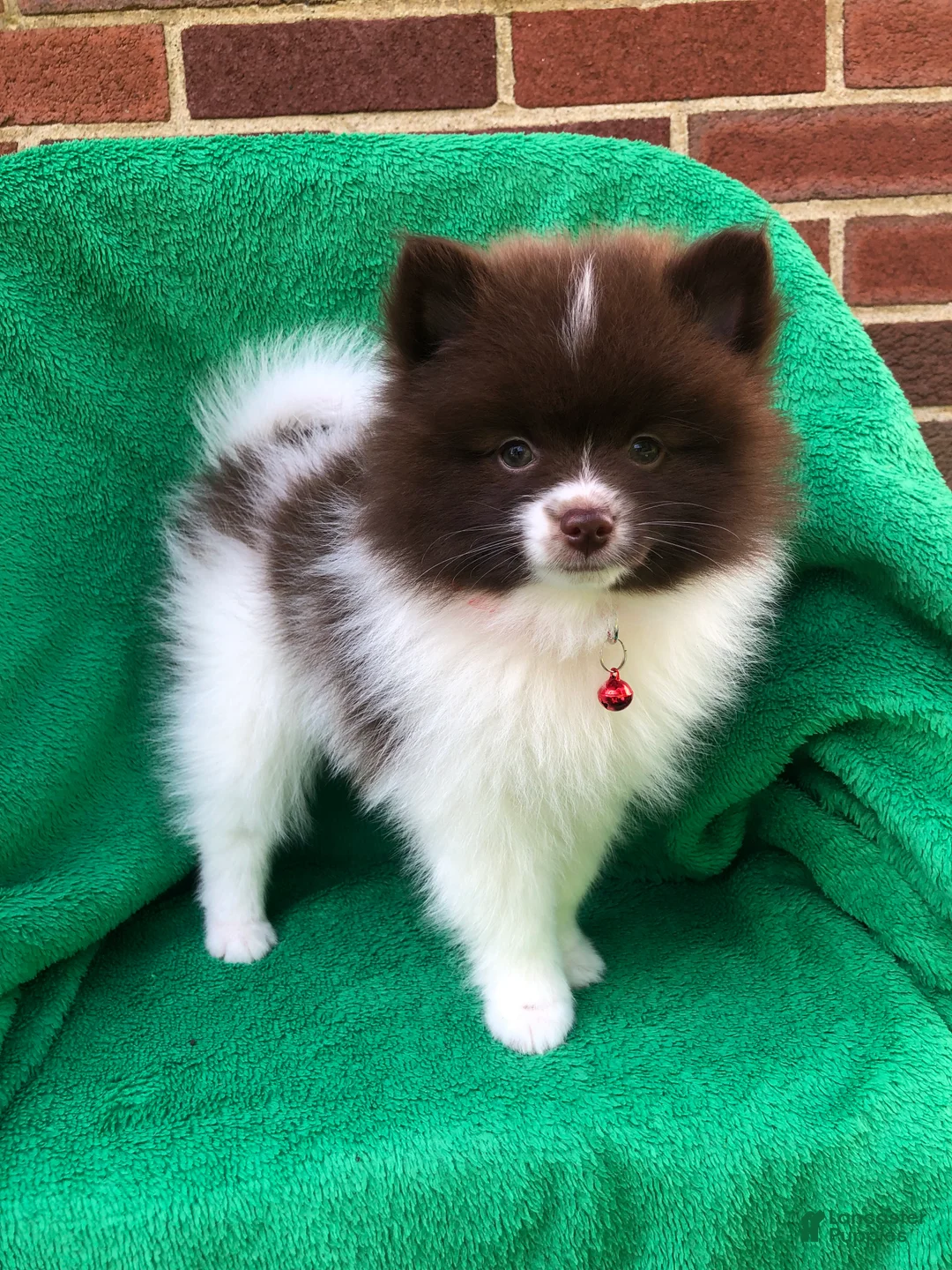 Pomeranian dogs for sale: Izzy - Ad 1