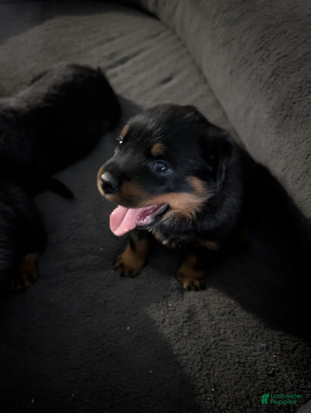 Rottweiler dogs for sale: Rottweiler Puppy 2 - Ad 4