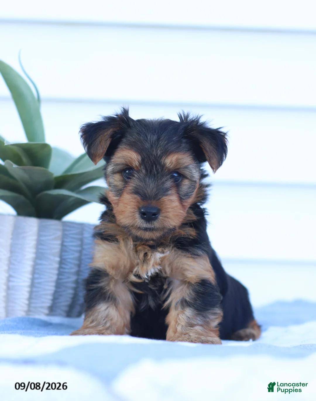 Yorkshire Terrier dogs for sale: Cuddles - Ad 1