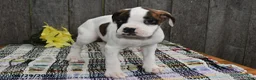 Boxer dogs for sale: Mitchell - Ad 4