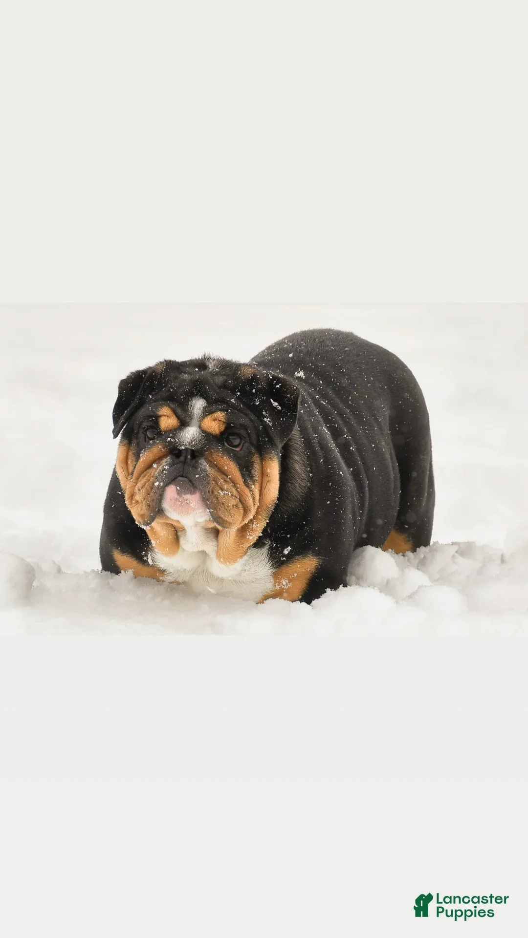 English Bulldog dogs for sale: English Bulldog Puppy 1 - Ad 5