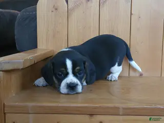 Puggle dogs Sarge - Ad 4