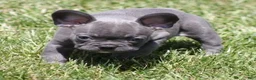 French Bulldog dogs for sale: VIJAY LILAC - Ad 4
