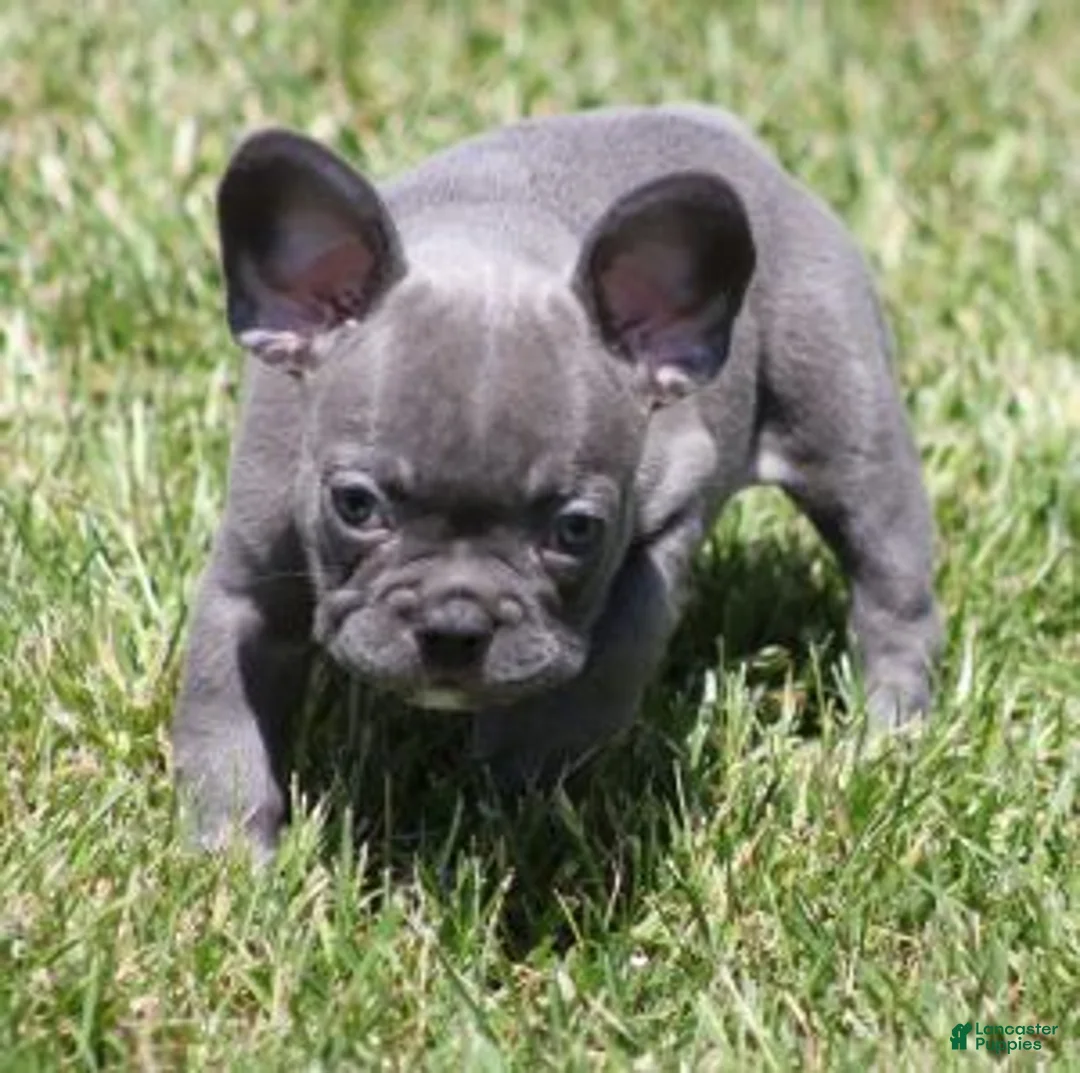 French Bulldog dogs for sale: VIJAY LILAC - Ad 4