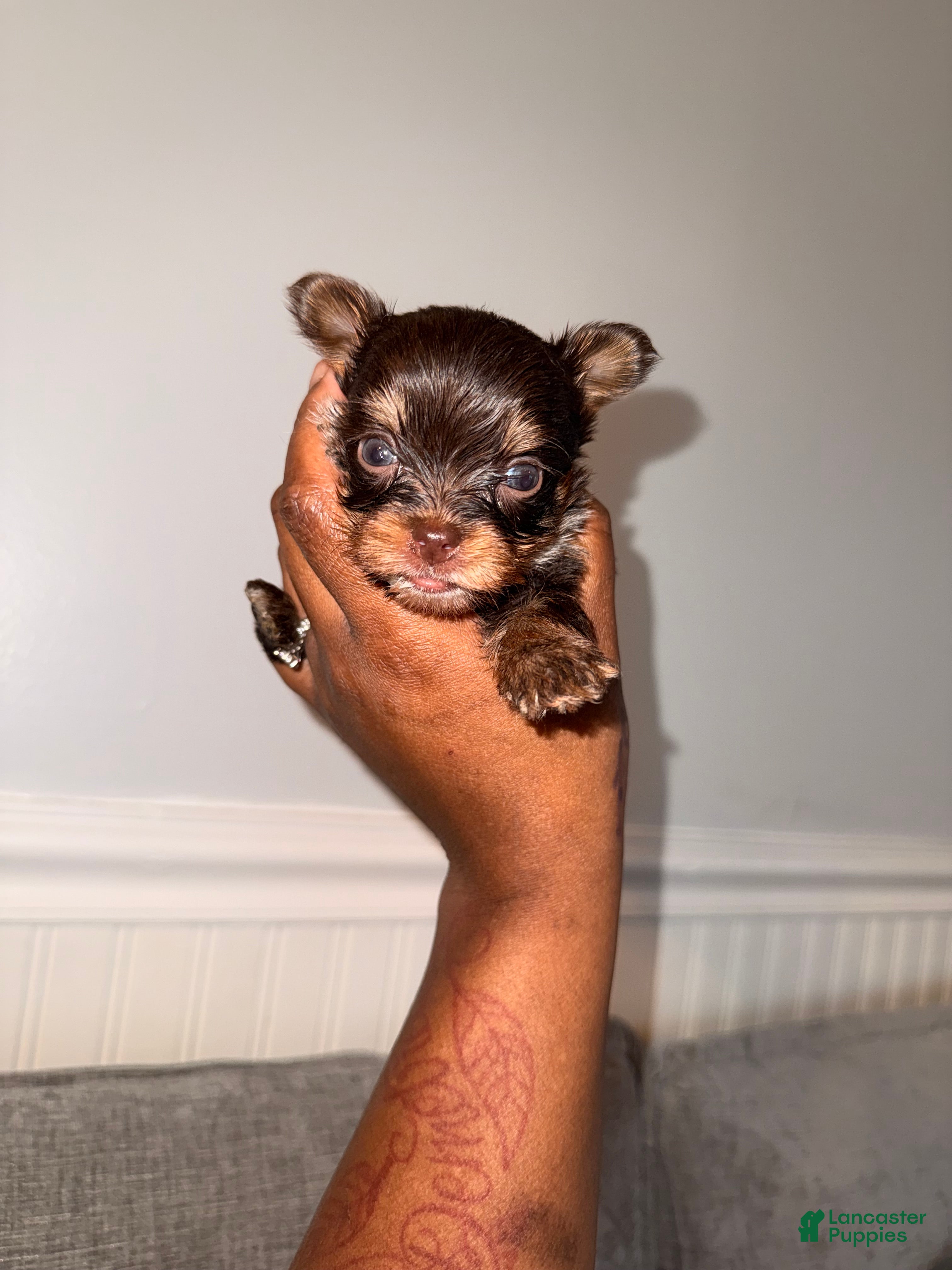 Yorkshire Terrier dogs Princess - Ad 18