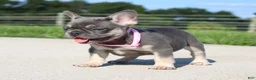 French Bulldog dogs for sale: Gloria - Ad 5