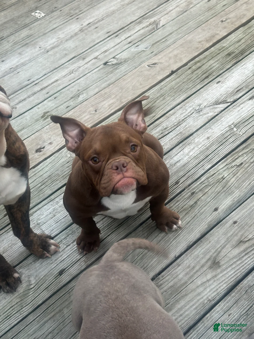 American Bully dogs for sale: Foxy - Ad 1