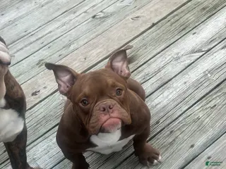 American Bully dogs for sale: Foxy - Ad 3