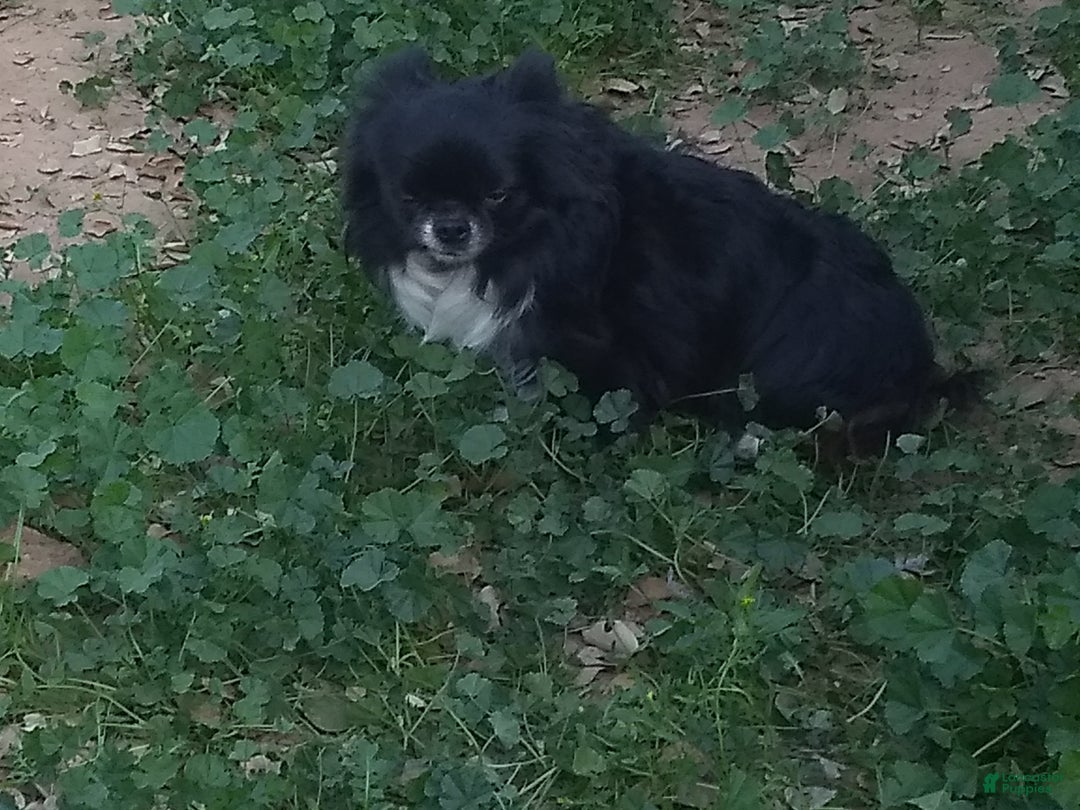 Chihuahua dogs for sale: Full AKC Adult  Russian Male  - Ad 5