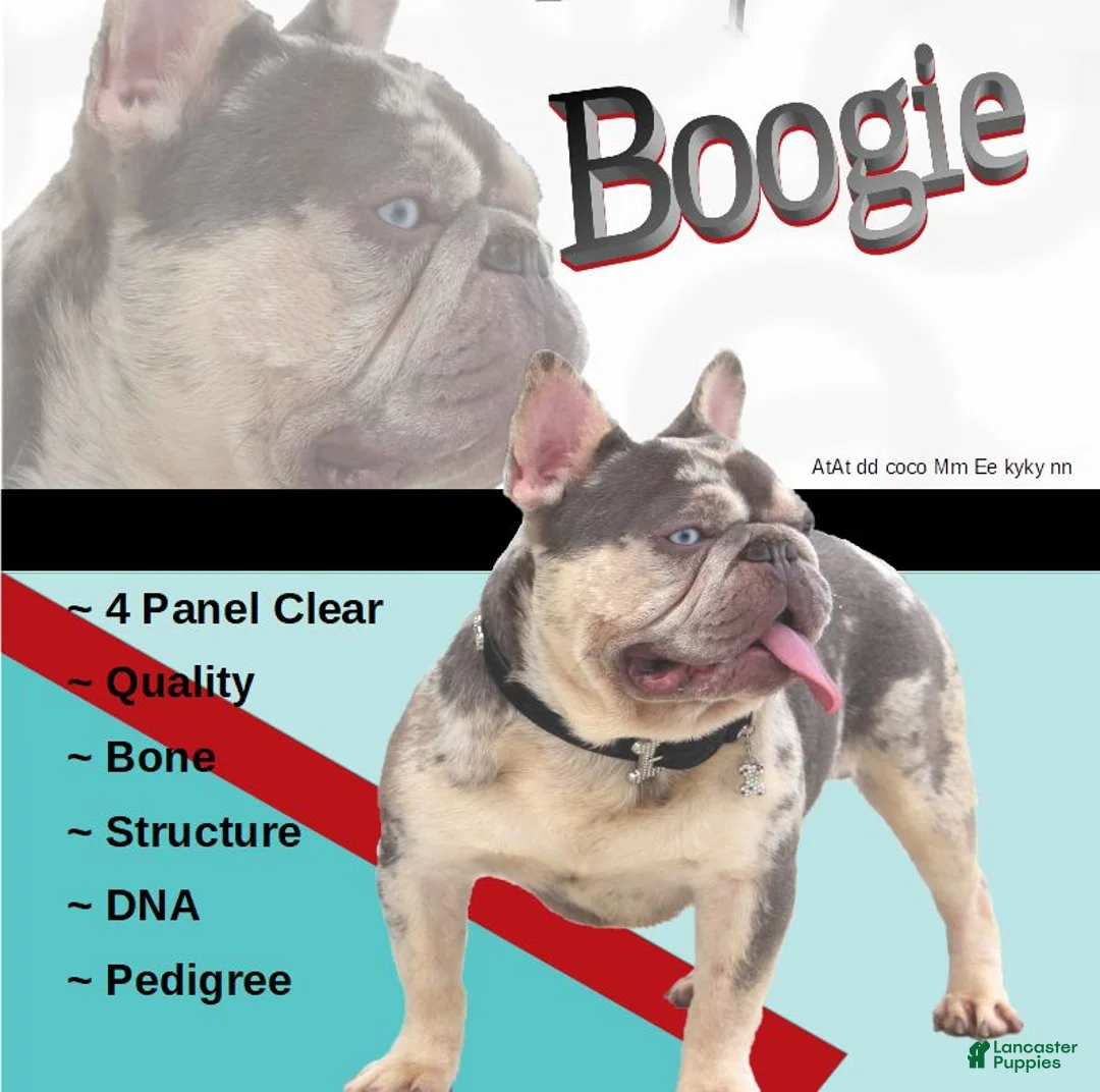 French Bulldog dogs for sale: 💕Jasmine  - Ad 26