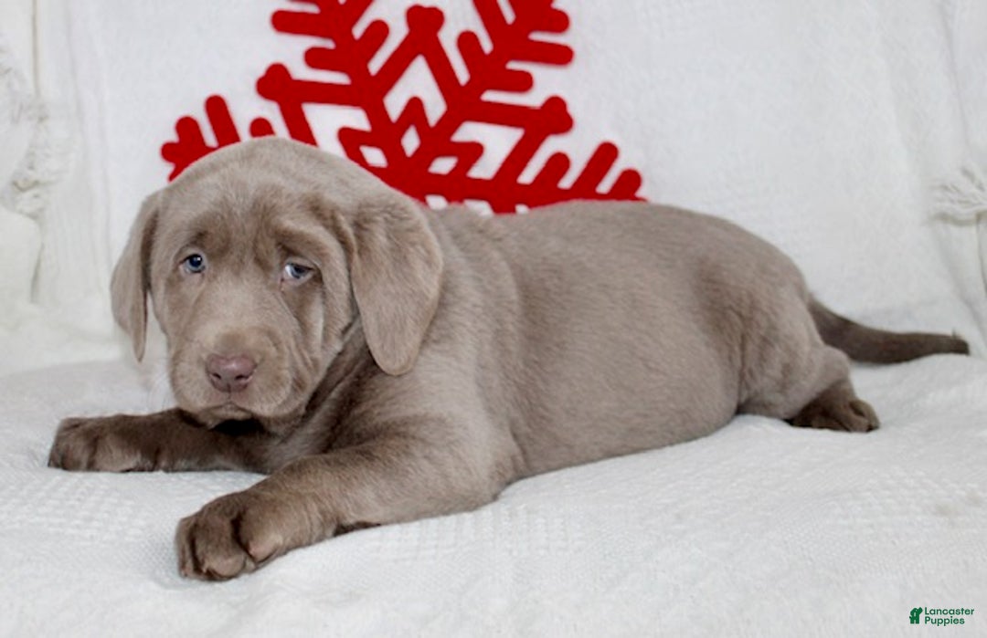 Labrador Retriever dogs for sale: Remi - Ad 7