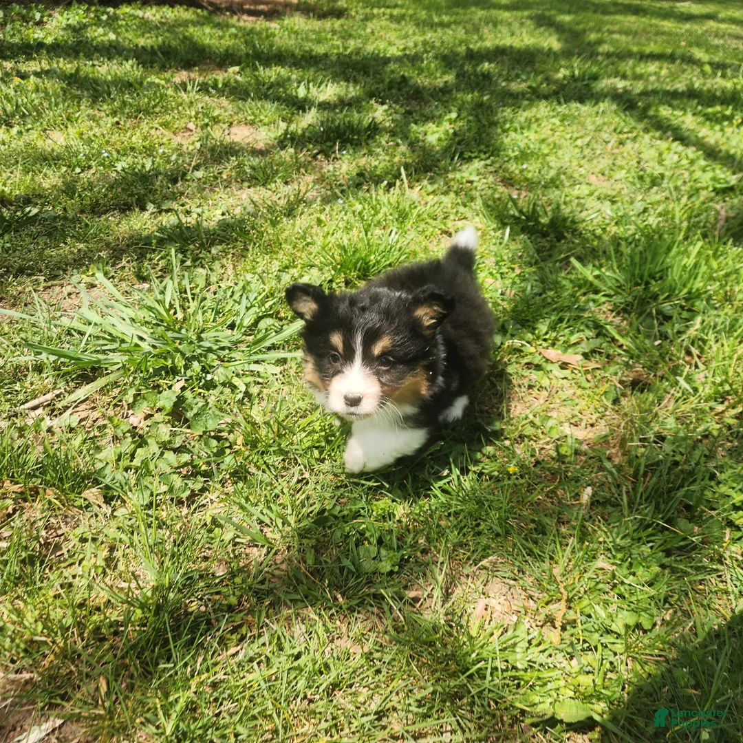 Welsh Corgi Pembroke dogs for sale: Welsh Corgi Pembroke Puppy 1 - Ad 2